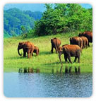 Periyar Wildlife Sanctuary