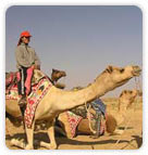 Camel Ride on Sand Dunes