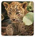 Leopard at Corbett National Park