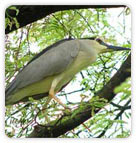 Night Heron, Kumarkom Bird Sanctuary