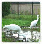 Siberain Crane, Bharatpur Bird Sanctuary