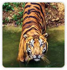 Tiger at Jim Corbett National Park